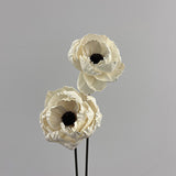 Pivoine Blanche