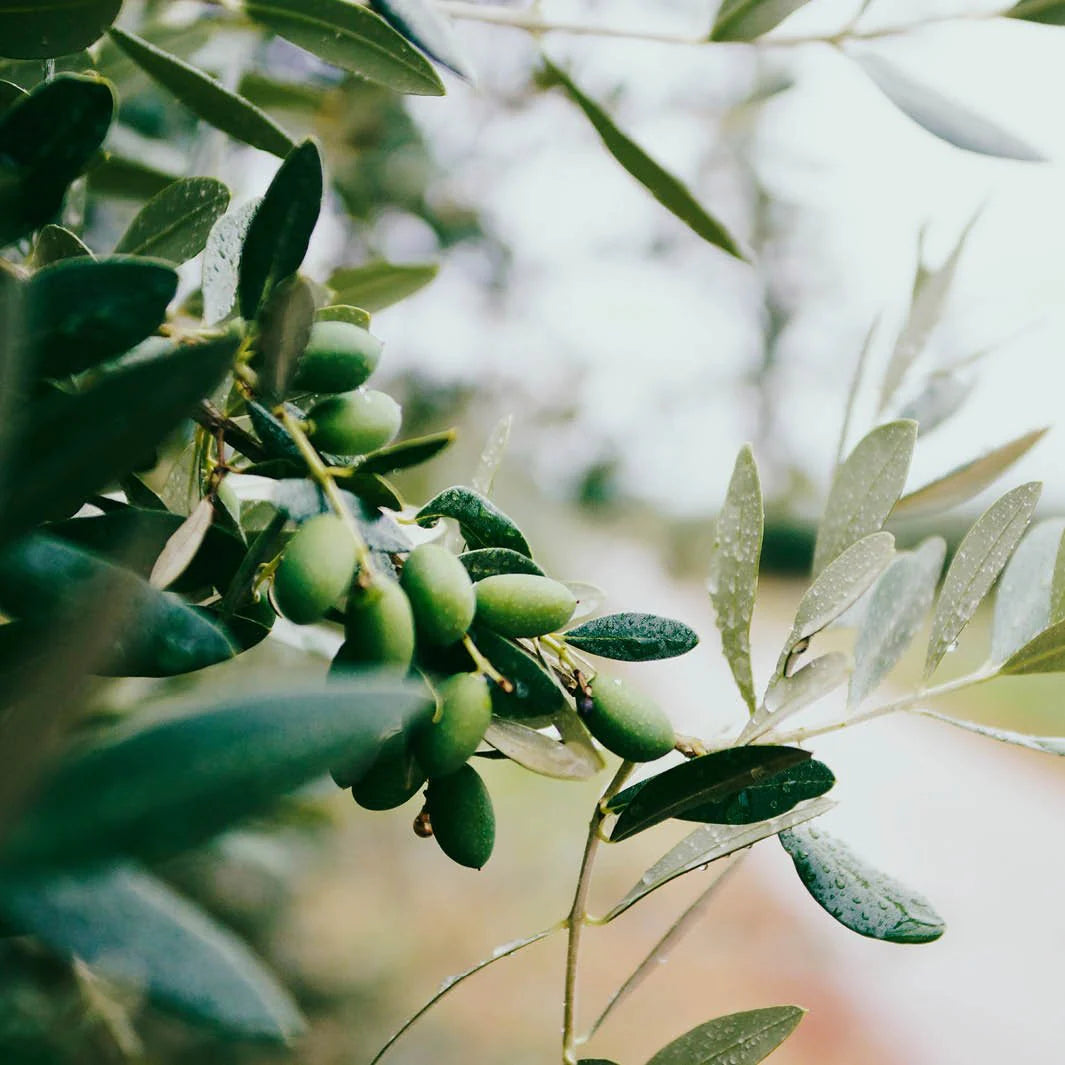 produits de beauté naturelle pour le corps, crème, savon, bougie